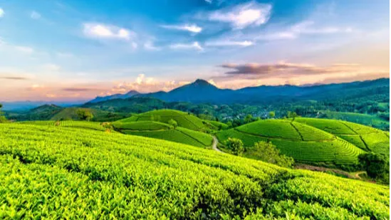 Tea Gardens of Dibrugarh